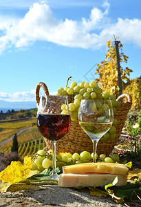 落下阳台葡萄栽培瑞士拉沃葡萄和酒图片