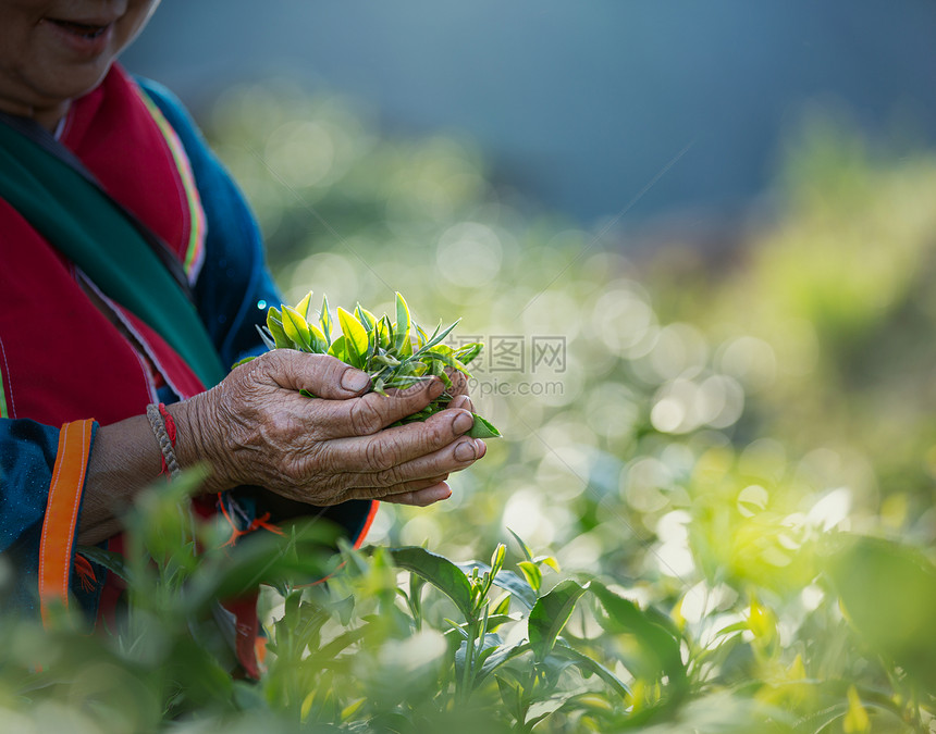 收成生长在泰国农场茶园里用女方的手新鲜茶叶山图片