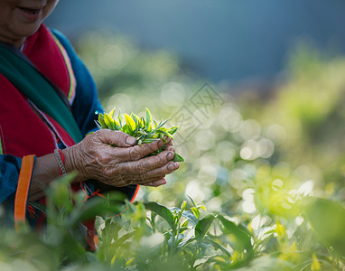 收成生长在泰国农场茶园里用女方的手新鲜茶叶山图片