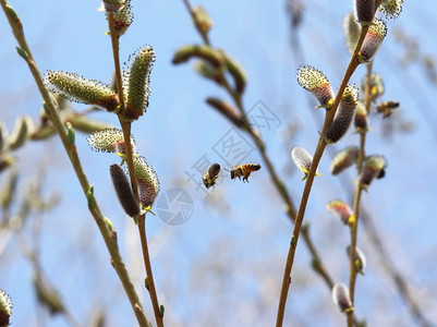 再生产合作两只蜜蜂飞在树上甜的图片