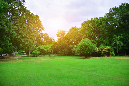 绿色叶自然大阳光照背景美观树木模糊生长图片