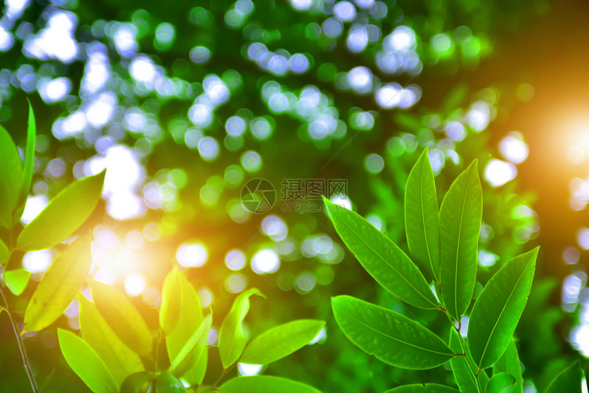 新鲜的绿色叶自然大阳光照背景美观户外图片