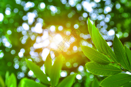 分支新的绿色叶自然大阳光照背景美观生活背景
