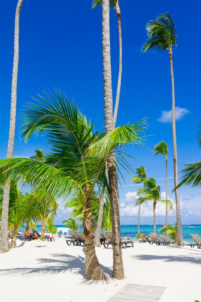 季节植物加勒比海景巴瓦罗滩多米尼加Puntacana天空图片