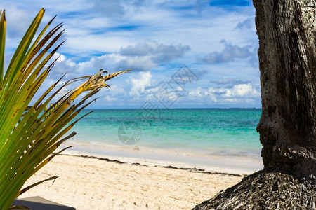 季节户外加勒比海景巴瓦罗滩多米尼加Puntacana植物图片