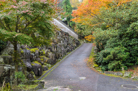 树在日本宫岛配有木林的浪漫秋天路橙花的图片