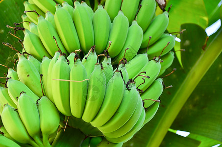 水果旅行香蕉树带的荒野图片