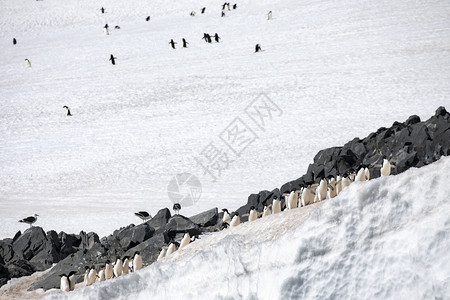 奔跑企鹅一群阿德利企鹅在南极洲冰山和岩石上行走冰冷拉海鸟背景