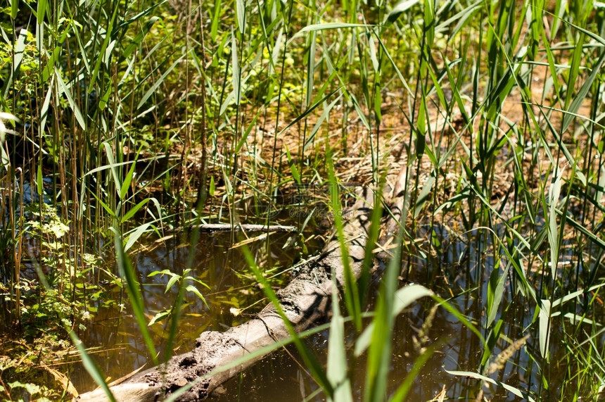 芦苇反射淹水高草地和植物中树枝茂密的湿地荒野图片