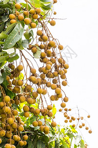 食物季节保险杠新鲜的长谷果园长树上的热带水果图片