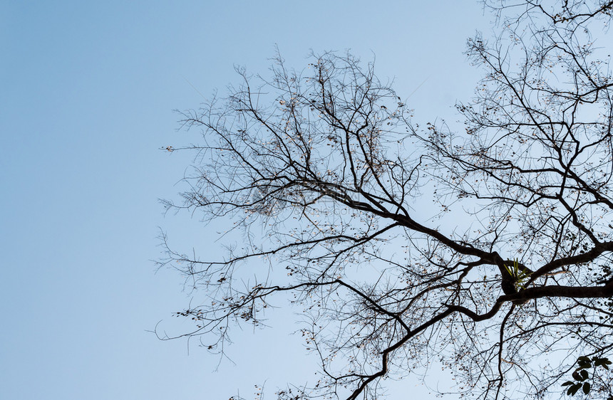 墙纸裸森林大树的干枝在清蓝天空下有复制格图片