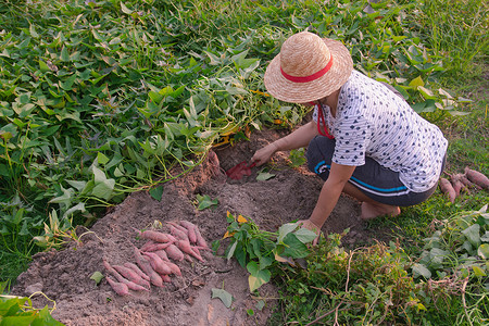 种瓜点豆在花园里收获甜土豆的园丁点蔬菜土壤背景