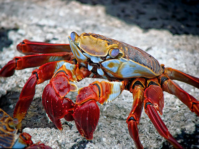 冰海鲜红蟹在食品宏观摄影辣椒虾螃蟹图片