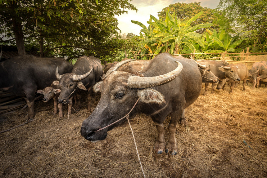 文化泰国农场的水牛集团亚洲人夏天图片