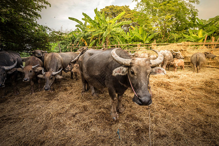 公园泰国农场的水牛集团户外热带图片