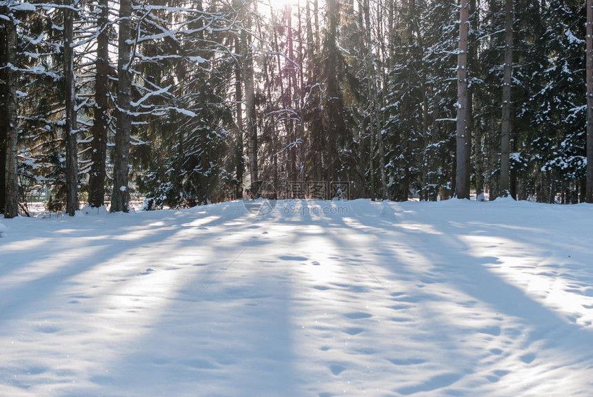 自然旅行以严冬阳光照亮的森林为荣早晨图片