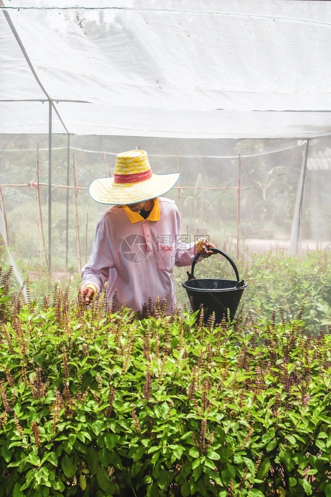庄稼茶或者亚洲农民收割有机圣立叶或图拉西树花朵在园温室种植和被中采摘农业种植和被图片