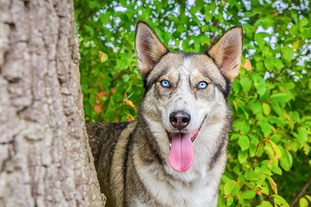 棕色的哈士奇沃尔夫什哈斯基狗在树干旁边盯着自然的树干常设蓝色哈士奇背景