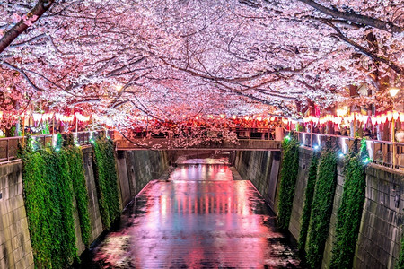 季节观看日本东京Meguro河沿岸的樱花流开背景图片