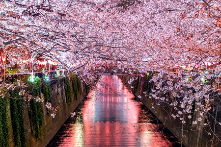 季节日本东京Meguro河沿岸的樱花流见亚洲人图片
