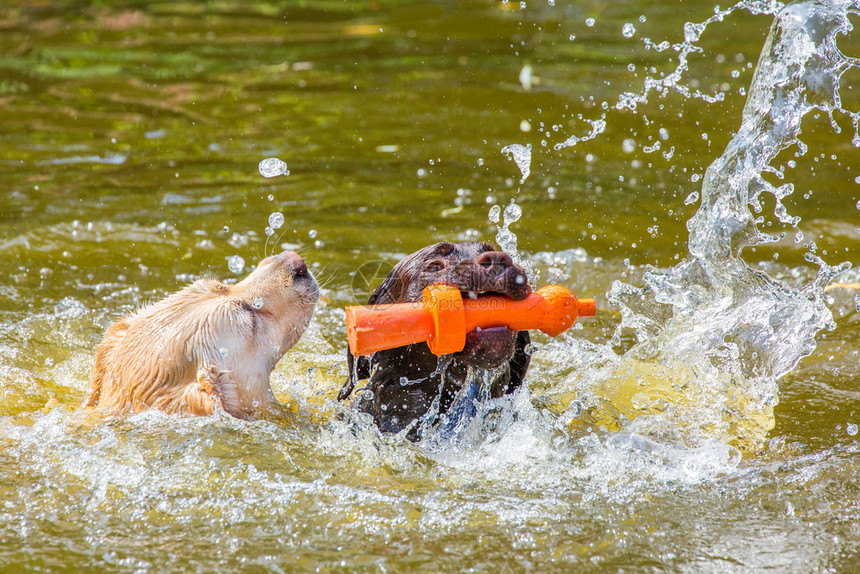 池塘水中游泳的两只狗图片