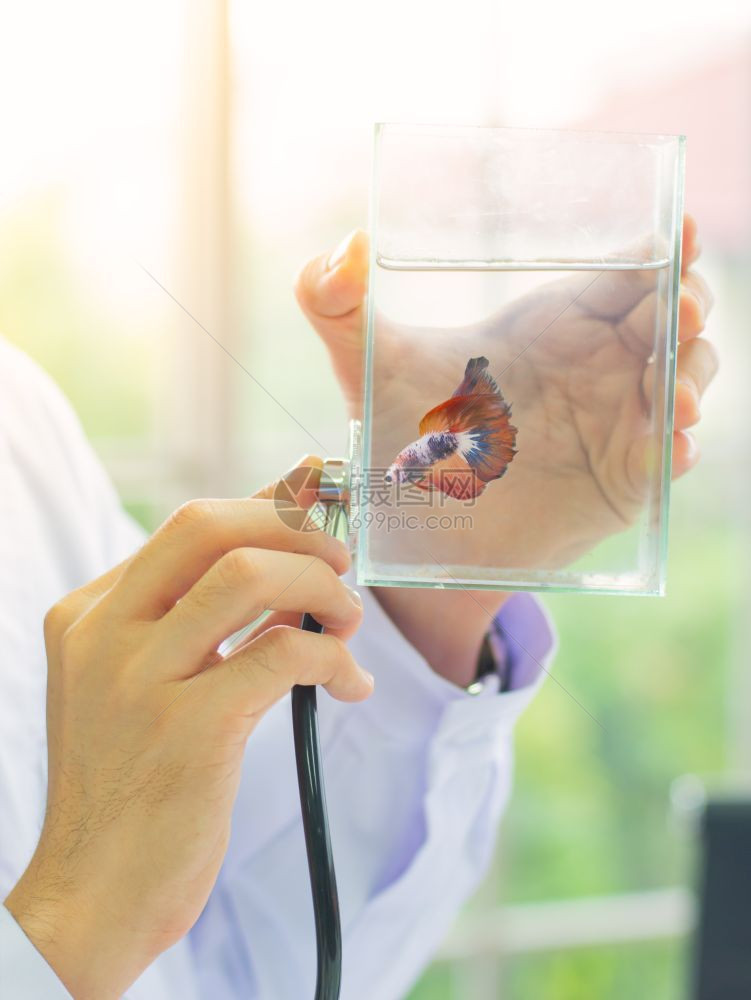 闲暇为了医生近身兽用听诊器断玻璃罐中的贝塔鱼珍爱概念图片