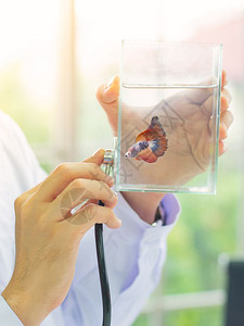 闲暇为了医生近身兽用听诊器断玻璃罐中的贝塔鱼珍爱概念背景图片