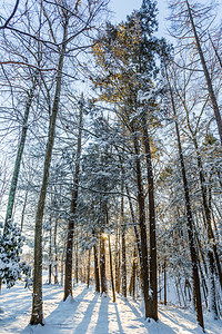 冬季森林阳光下的雪景图片