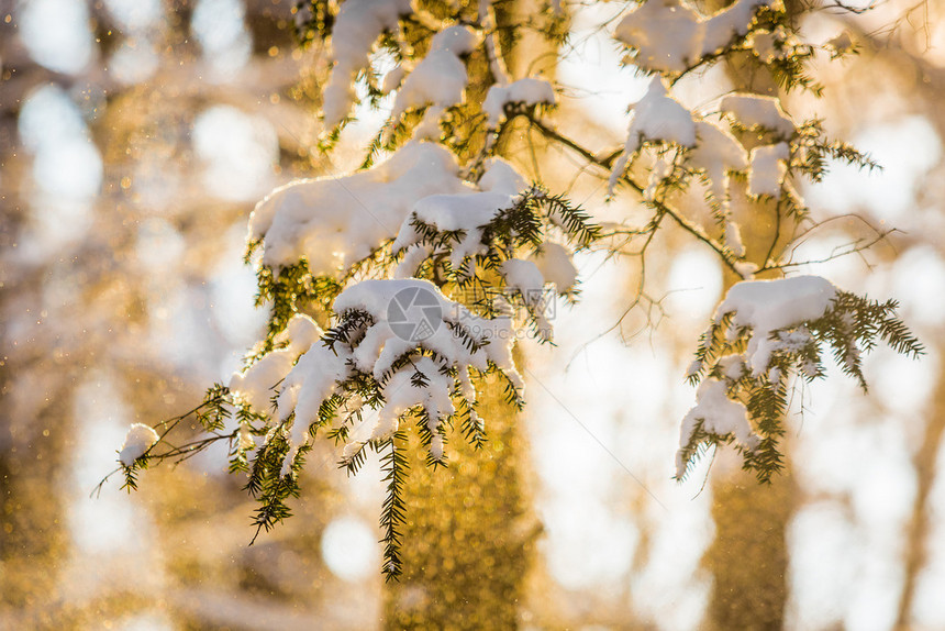 冬季森林阳光下的树枝雪景图片