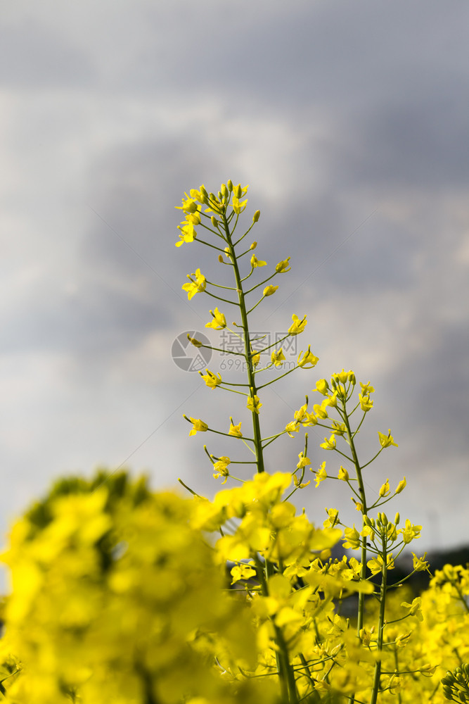 盛开春时美丽的黄色种子花朵在黑暗阴云的天空下紧闭着美丽黄色种子花朵的背景之下商业食物图片