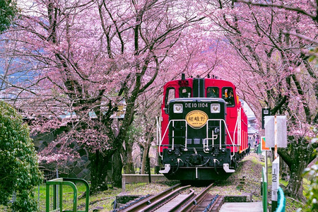开年特惠日本京都2019年4月日本京都的罗曼火车穿过樱花隧道开森林风景背景