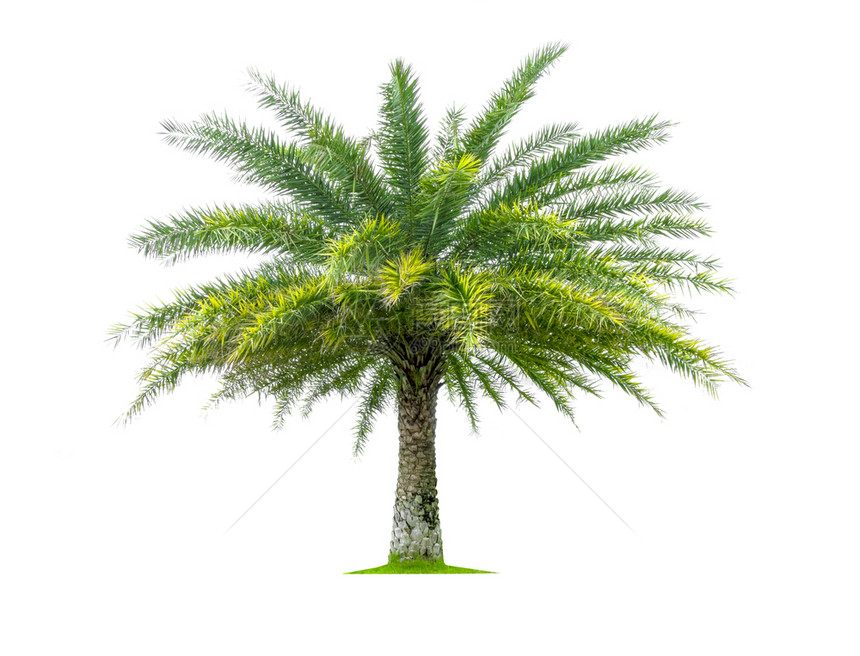 新鲜的在白色背景上隔离的棕榈树用于设计有剪切路径的热带树木绿色个人图片