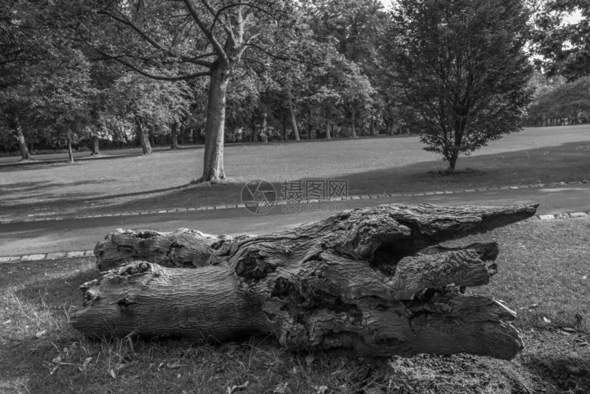 泰恩在英国纽卡斯尔Leazes公园的白黑利泽草原上根木头图片