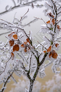 水晶冬天的雪树覆盖了寒冬景观图林根图片