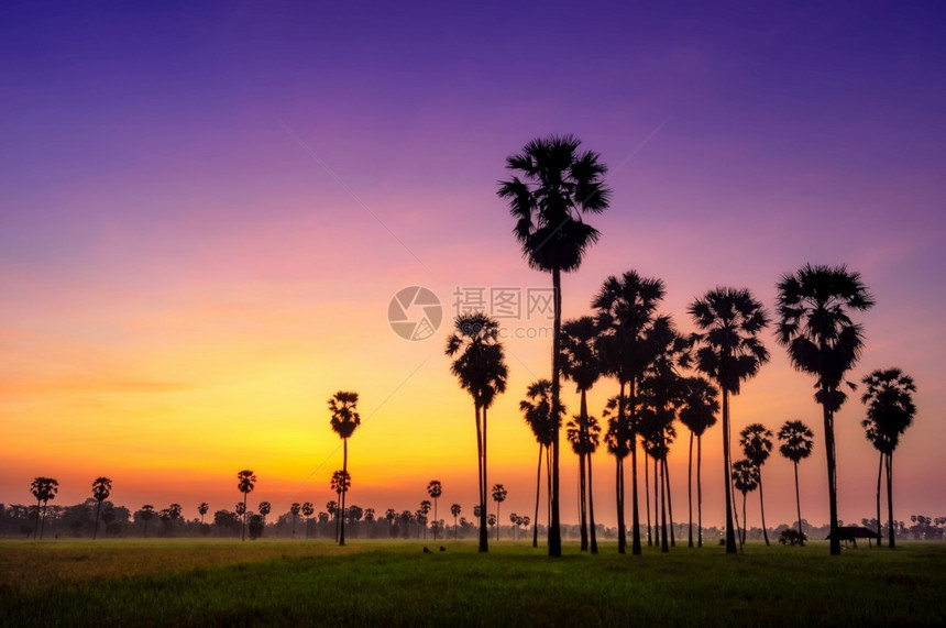 月光闪耀的棕榈天空瞬间飞亮泰国棕榈树美丽戏剧户外图片