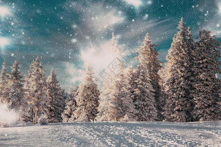 极好的令人惊叹冬季奇幻地貌与雪花林冒险自然图片