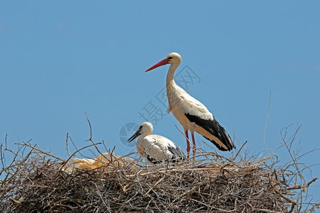 鸟怀着幼小婴儿的白鹤在巢中Ciconiaciconia白色的父母图片