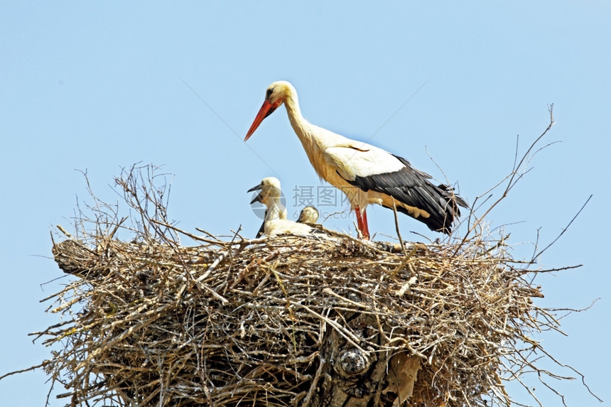 传播怀着幼小婴儿的白鹤在巢中Ciconiaciconia食物环境的图片