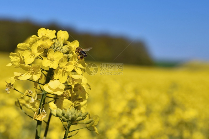 田野里的油菜花图片