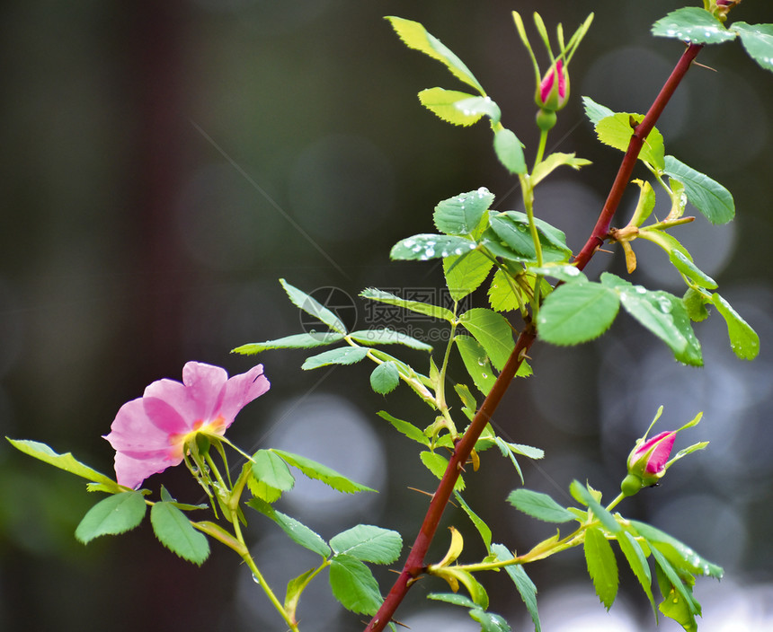 爱美丽的关闭宏粉红野玫瑰花流泉新鲜的图片