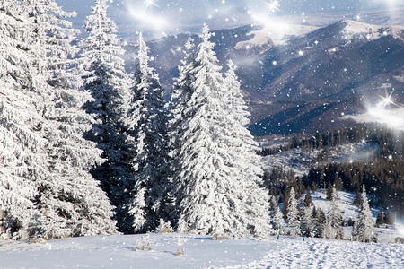 美丽的霜令人惊叹冬季风景有雪卷毛树覆盖图片
