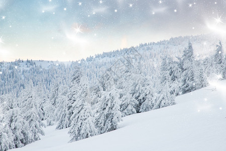 阳光令人惊叹的冬季风景有雪卷毛树森林霜图片