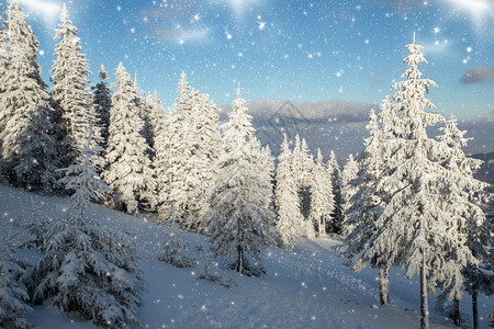 阳光令人惊叹的冬季风景有雪卷毛树全景太阳图片
