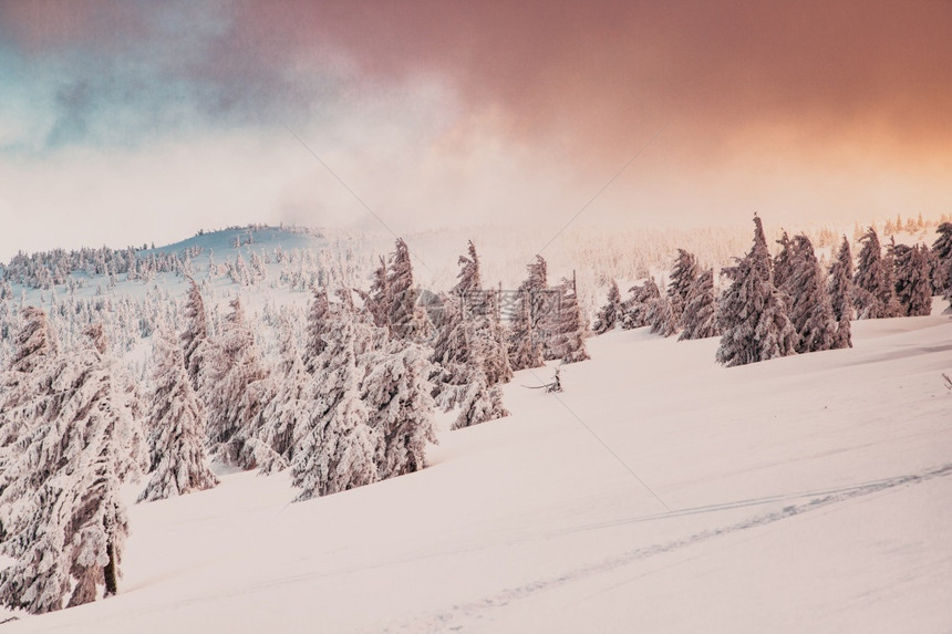 令人惊叹的冬季风景有雪卷毛树季节景观惊险图片