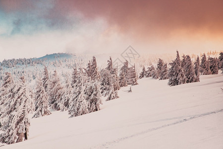 令人惊叹的冬季风景有雪卷毛树季节景观惊险背景图片