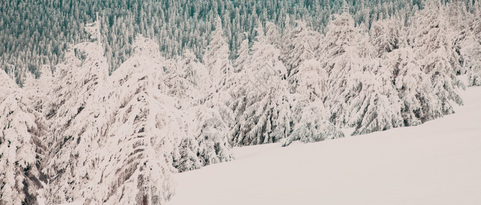 令人惊叹的冬季风景有雪卷毛树季节冰苍白图片