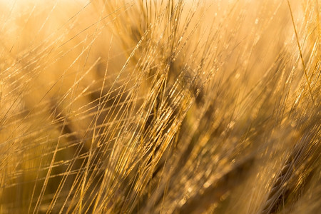 庄稼收成生长阳光下的小麦口袋图片