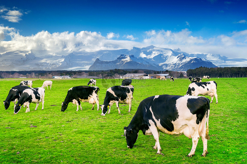 牛奶晴天荷兰在绿色的田野上吃着茂盛的草图片