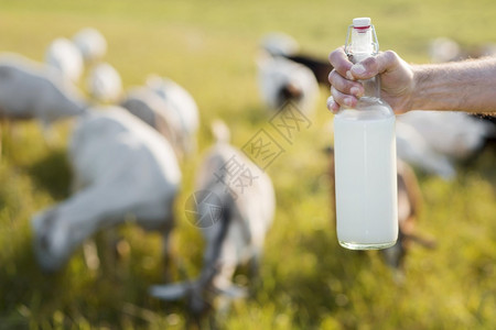 乳制品关心以奶瓶装山羊乳为近缝者哺动物图片