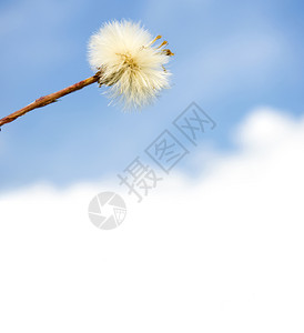 柔软的开花草蓝色天空上有云和复制空间的但迪利翁图片